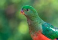 King_parrots_20070624_011