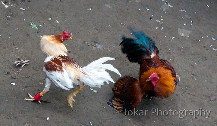 Candi_Dasa_20100714_024.jpg - Cockfight near Candi Dasa, Bali