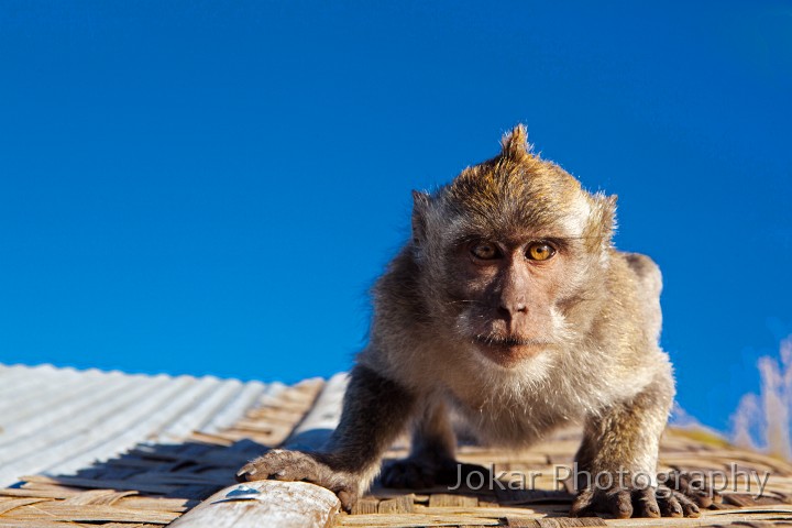Gunung_Batur_20100620_117.jpg - Macaque monkey, Mt Batur, Bali