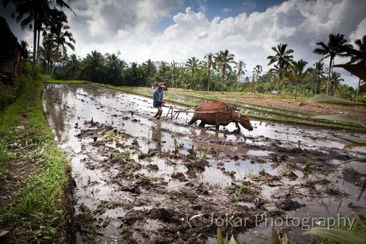 Jati_Luwih_20100619_065.jpg - Ploughing the sawah, Bali