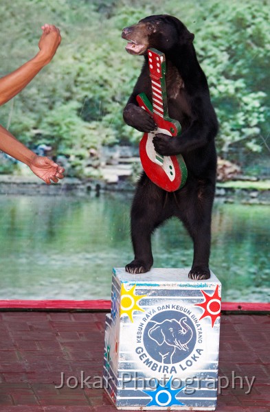 Jogja_Zoo_20091101_079.jpg - Performing bear and trainer, Jogajakarta Zoo, Central Java