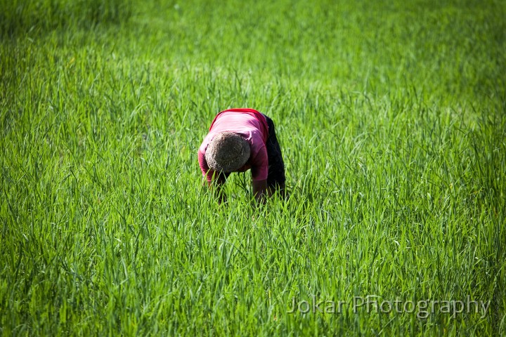 Ricefields_walk_20100228_037.jpg