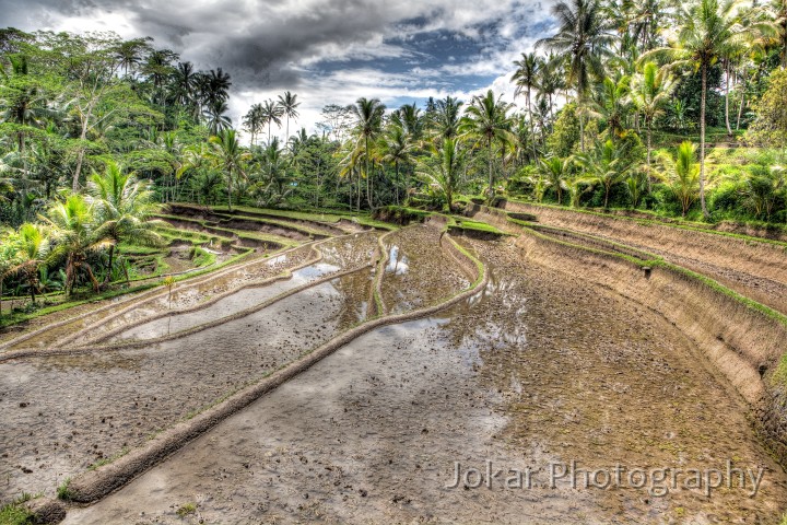 Tampaksiring_20100131_051_2_3_4_0_tonemapped.jpg - Rice terraces at Gunung Kawi, Bali
