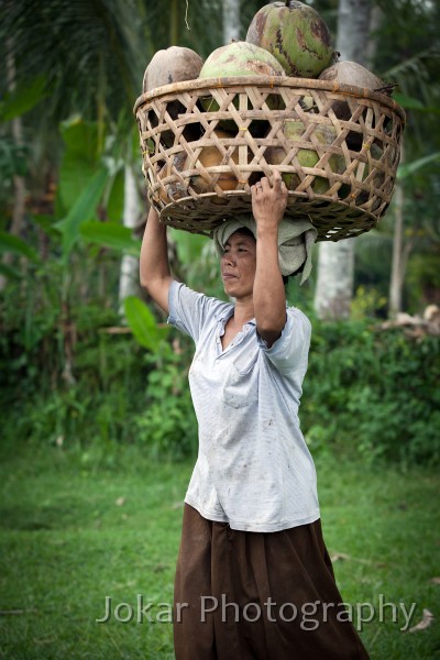 Tirta_Gangga_20100625_033.jpg - Coconut collecting, Kastala, Karangasem, Bali