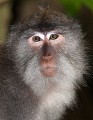 Monkey_Forest_20100103_027