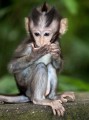 Monkey_Forest_20100103_072