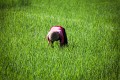 Ricefields_walk_20100228_037