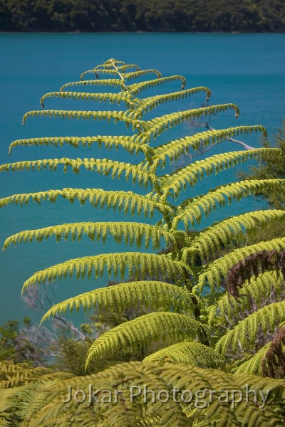 CRW_4532.jpg - Fern, Queen Charlotte Sound, New Zealand