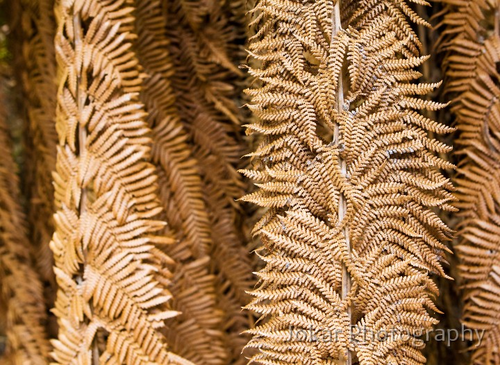 Overland_Track_20090211_749.jpg - Dry fern fronds, Lake St Clair, Overland Track, Tasmania