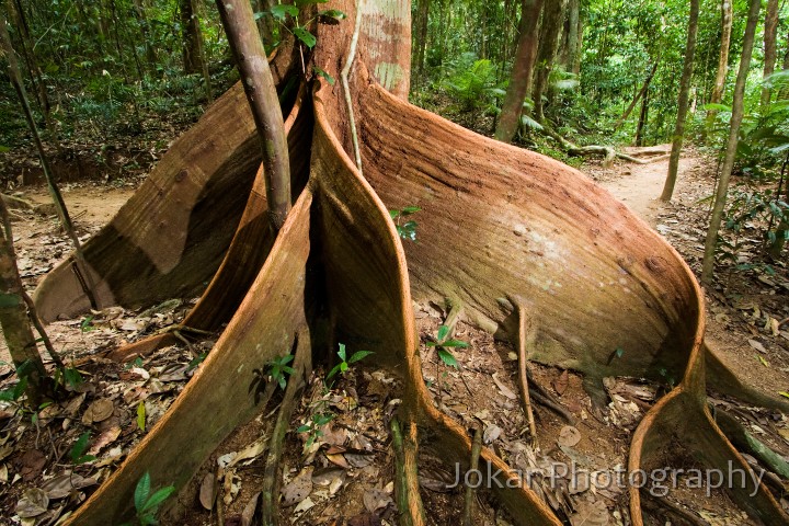 Port_Douglas_20080625_223.jpg - Mossman Gorge, Mossman, Queensland