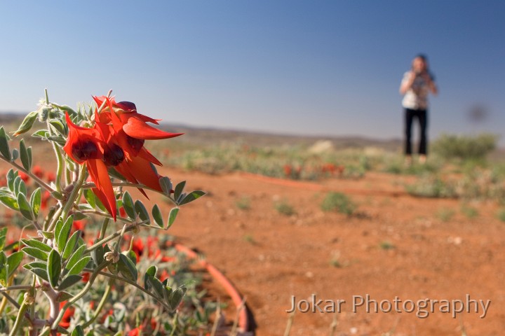 _MG_0418.jpg - Sturt's Desert Pea, Broken Hill