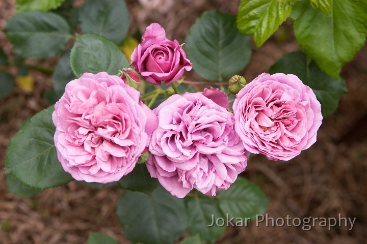 _MG_1337.jpg - Rose garden, Clare Valley S.A.