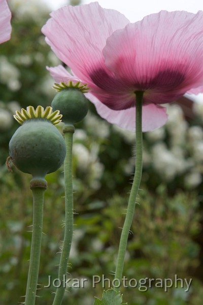 _MG_1349.jpg - Poppies, Clare Valley S.A.