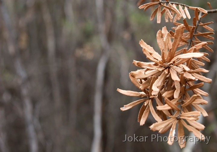 _MG_1663.jpg - Banksia, Flinders Chase, Kangaroo Island