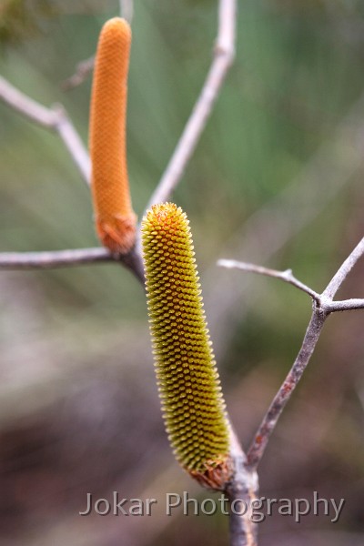 _MG_1669.jpg - Banksia, Flinders Chase, Kangaroo Island