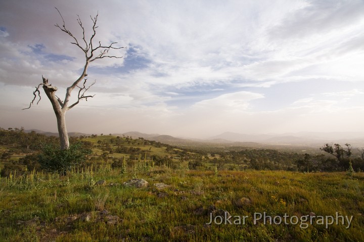 Farrer_Ridge_20090107_013.jpg - Farrer Ridge, Canberra