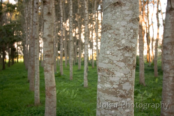 Kempsey_20050507_034.jpg - Timber plantation, Belmore River, NSW