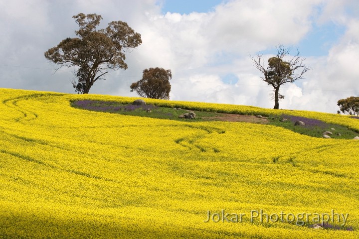 _MG_0060.jpg - Canola near Harden-Murrumburrah, NSW