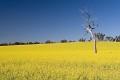 Cowra_20061002_261