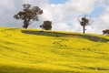_MG_0060