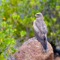 Borroloola_20070816_005