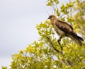 Borroloola_20070816_024