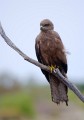 Borroloola_20070816_046