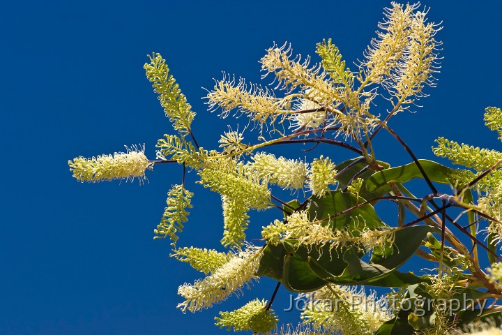Dunmarra_20070907_012.jpg