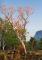 Dunmarra_20070907_006
