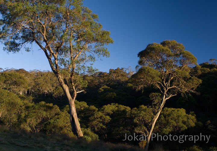 Barrington_Tops_20081222_0057.jpg