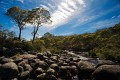 Barrington_Tops_20081222_0011