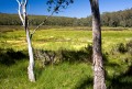 Barrington_Tops_20081222_0026