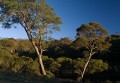 Barrington_Tops_20081222_0057