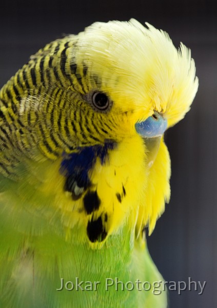 Budgerigars_20081130_005.jpg