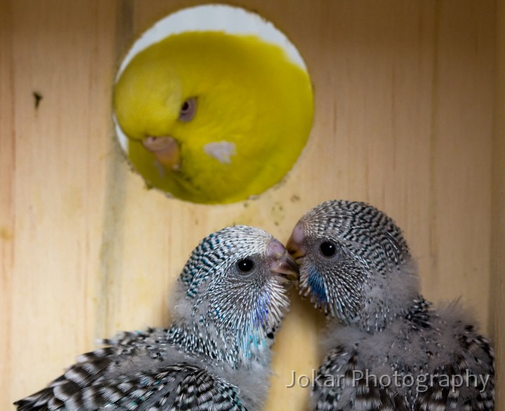 Budgerigars_20081130_015.jpg