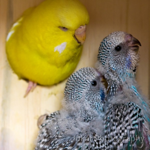 Budgerigars_20081130_018.jpg