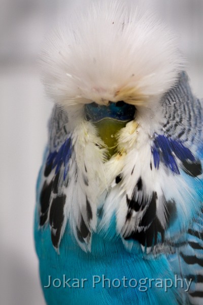 Budgerigars_20081130_024.jpg