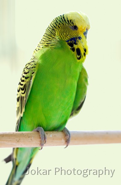 Budgerigars_20081130_040.jpg