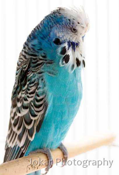 Budgerigars_20081130_055.jpg