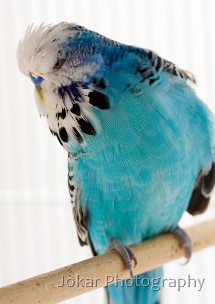 Budgerigars_20081130_056.jpg