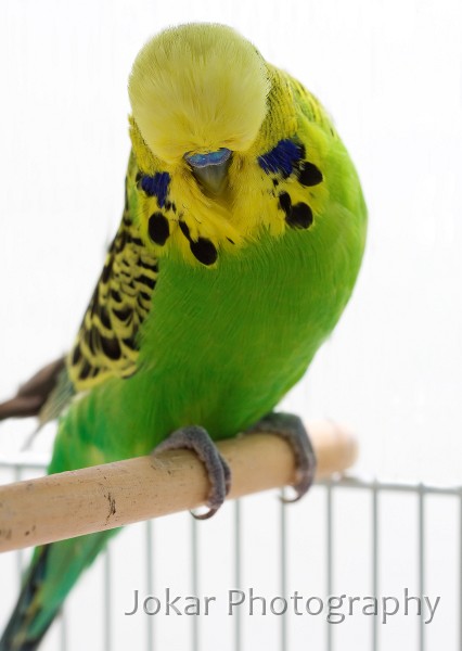 Budgerigars_20081130_062.jpg