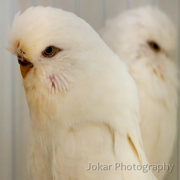 Budgerigars_20081130_065.jpg