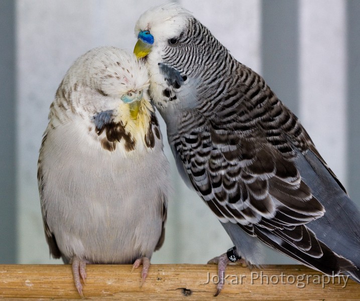 Budgerigars_20081130_091.jpg