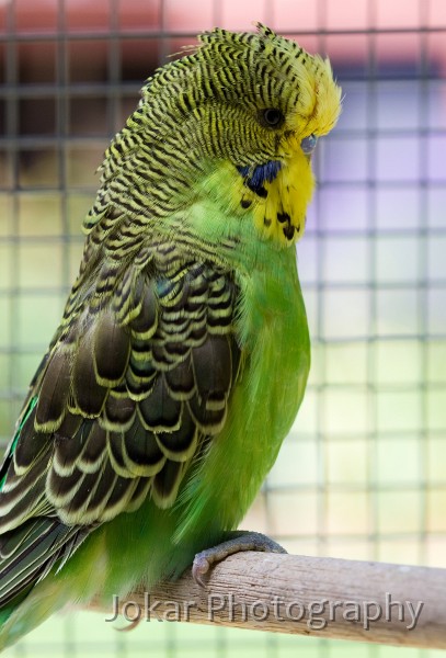 Budgerigars_20081130_094.jpg