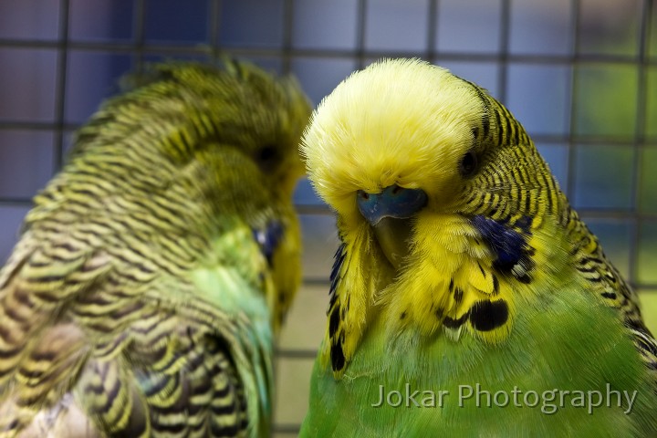 Budgerigars_20081130_104.jpg