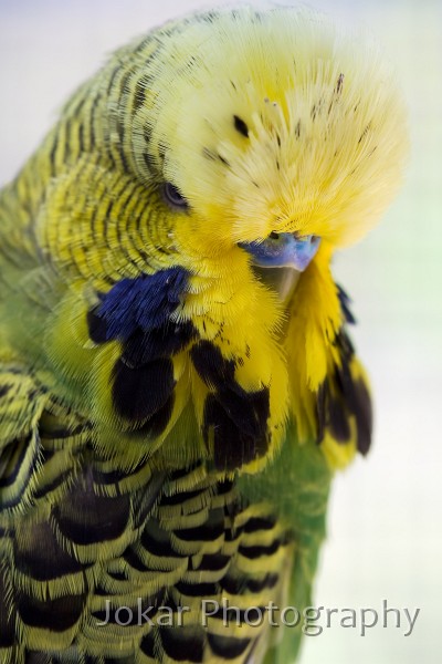 Budgerigars_20081130_114.jpg