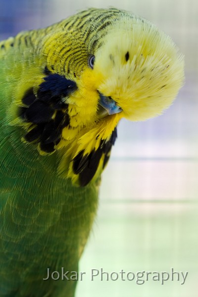 Budgerigars_20081130_120.jpg