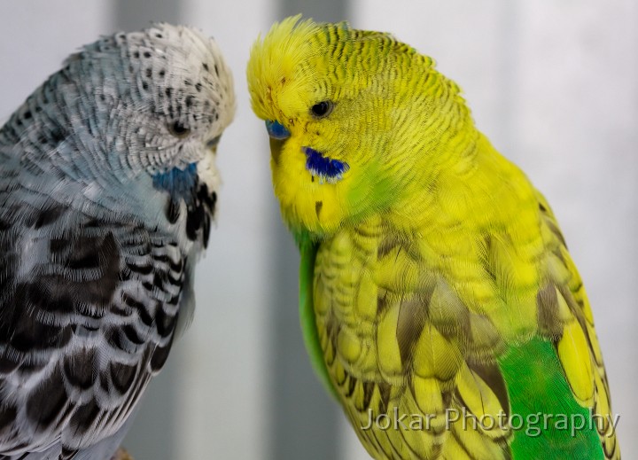 Budgerigars_20081130_133.jpg