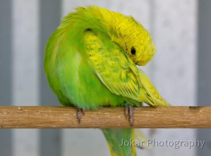 Budgerigars_20081130_138.jpg