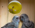 Budgerigars_20081130_015